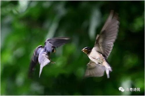 微雨燕双飞,细雨中的浪漫邂逅