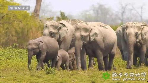 国家地理：狂野印度,狂野自然的奇迹之旅